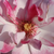 Różowy  - Róże rabatowe floribunda - Abigaile ®